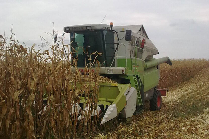 Corn field harvest