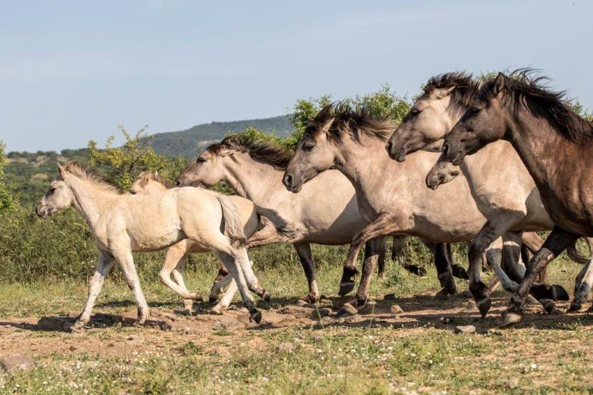 Wild horses in Bulgaria