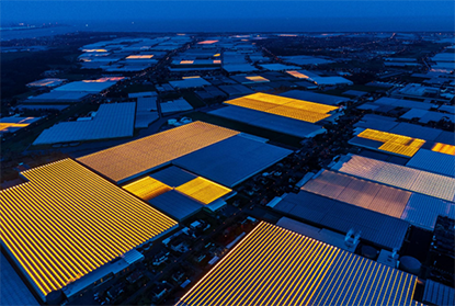 Greenhouses by night