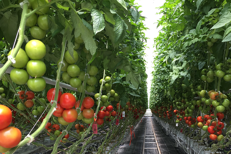 Tomato Greenhouse Canada