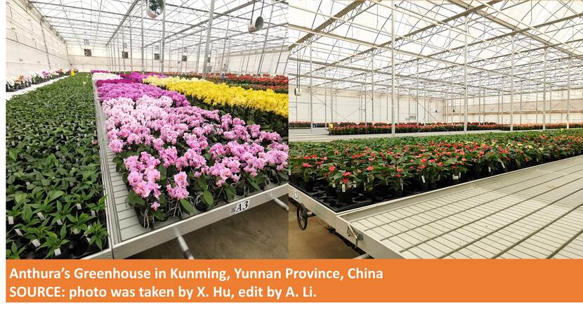 Anthura's greenhouse in Kunming