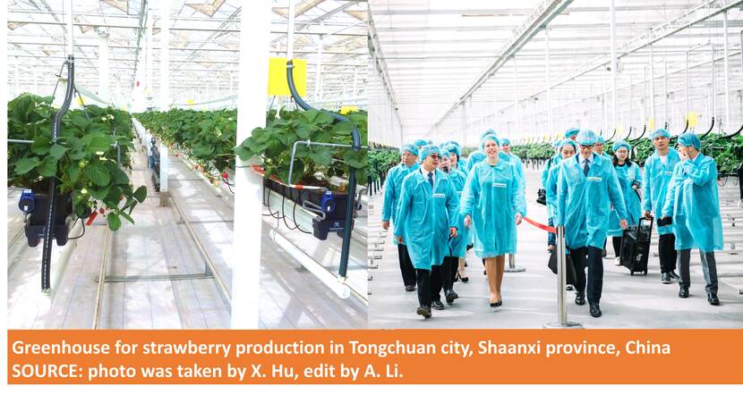 Greenhouse for strawberry production in China