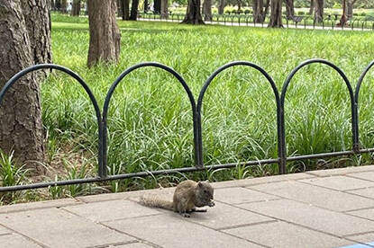 Een eekhoorn in het Tiantan Park in Peking
