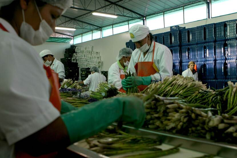 Asparagus exported Peru