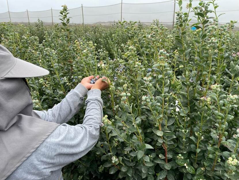 Blueberries crops Peru