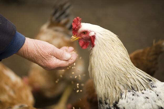 Animal feed poultry sector