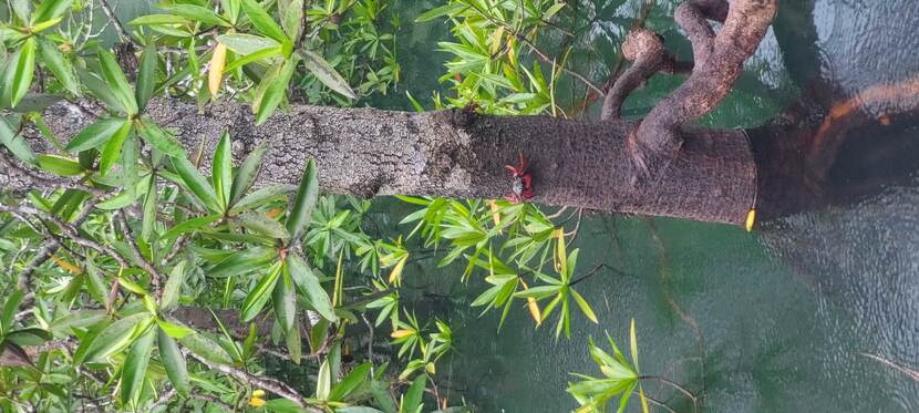 Mangroves