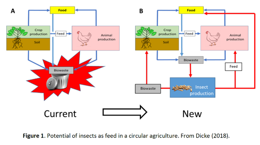 Potential of insects as feed in a circular agriculture