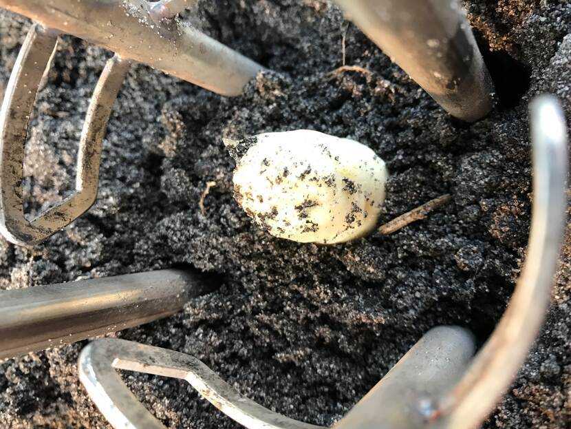 Hoe weet je welke asperges je kunt steken voordat ze uit de grond komen?