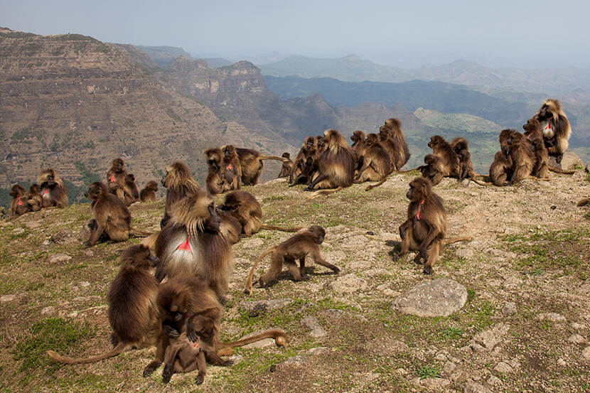 Siemien mountains met Gelada monkeys