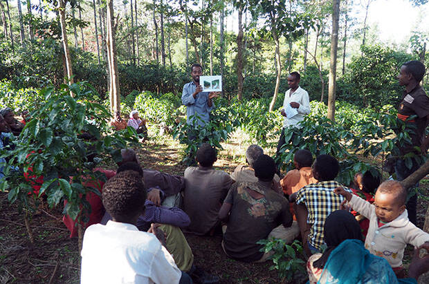 Training duurzame koffieteelt in regio Oromia