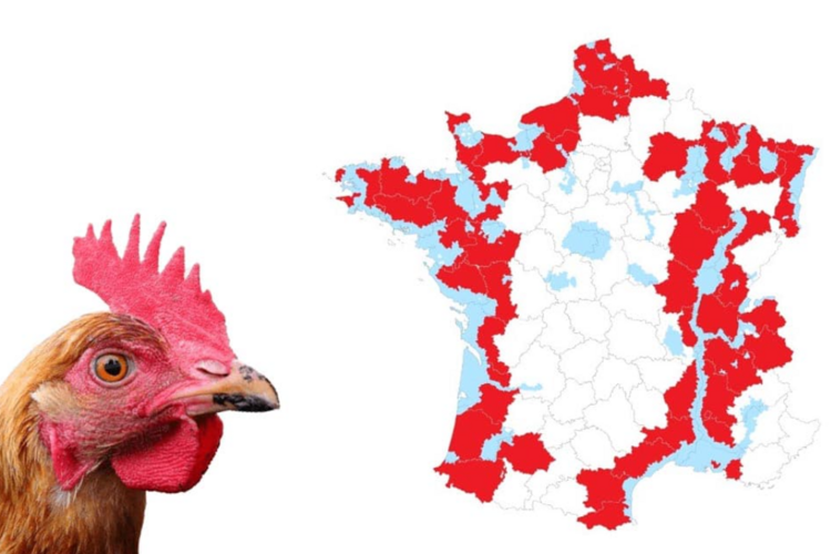 Vogelgriep in Frankrijk