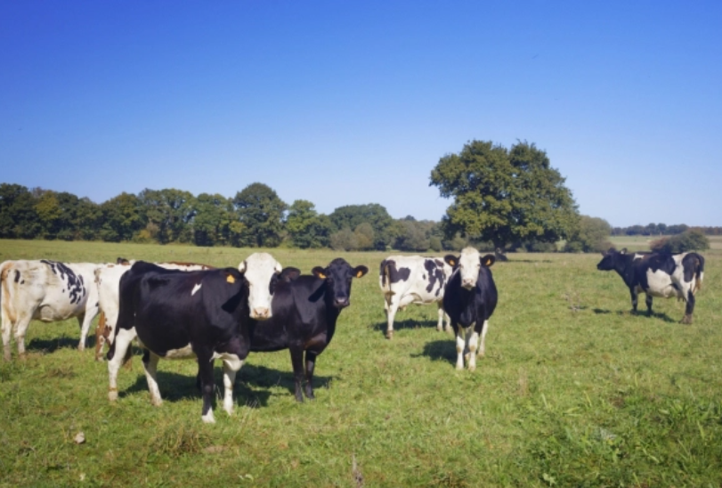 Les2VachesBio