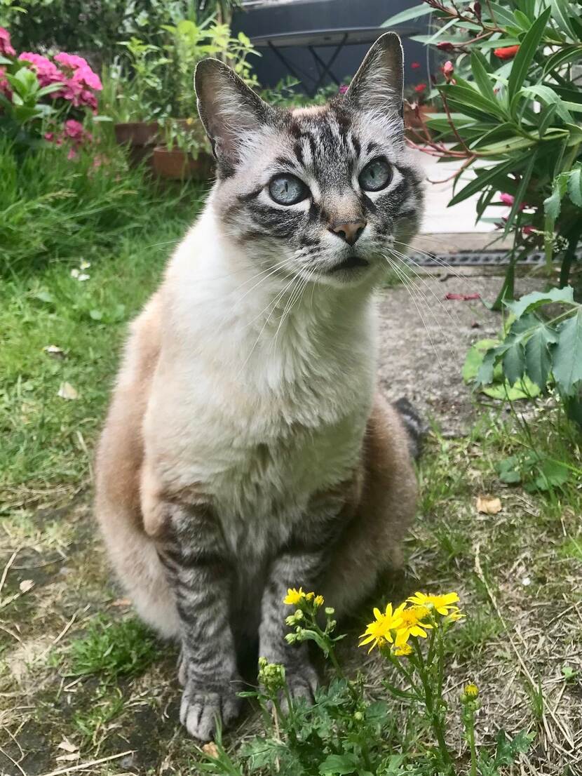 FR Dierenwelzijn chat