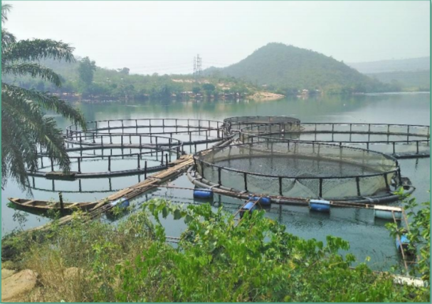 Circular Cages for Tilapia Production at Volta Rapids