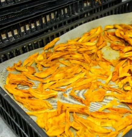 Dried mango in crates at a factory