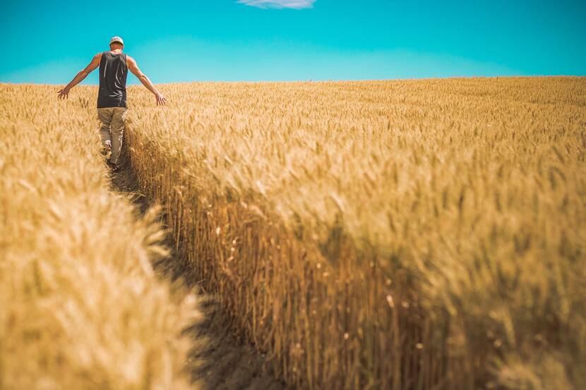 A man walks through a wheat field