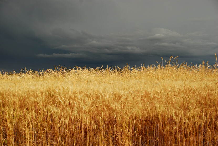 Storm is gathering over a wheat field