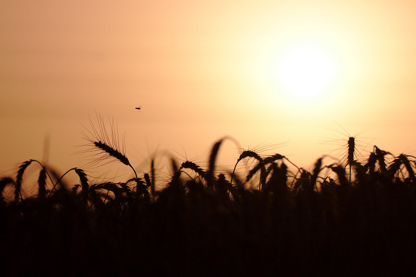 Wheat ears and a bee can be seen against the backdrop of the setting sun.