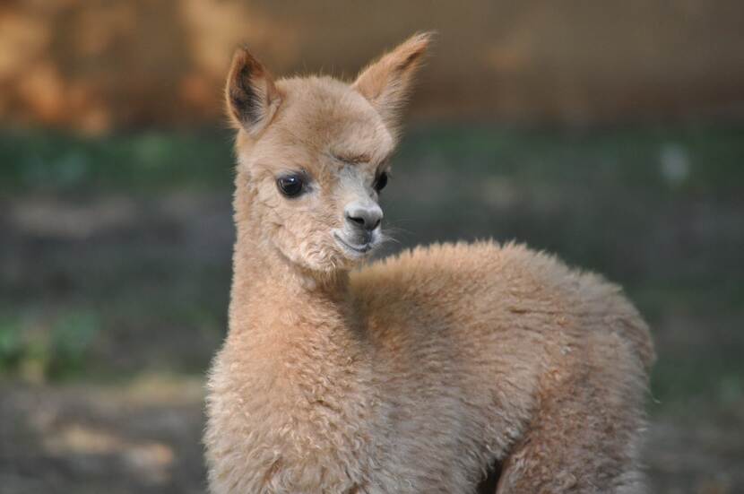 A picture of a young alpaca.
