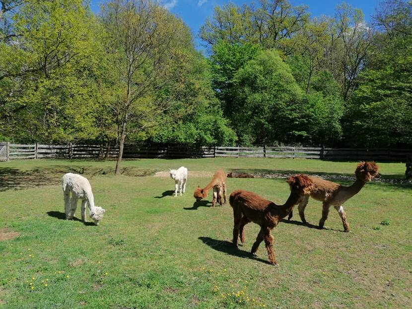 A group of sheared alpacas are grazing in the field.