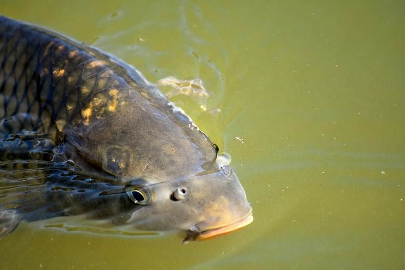 Picture of a carp.