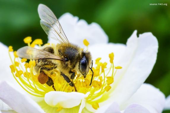 A honeybee crawls over a blooming flower