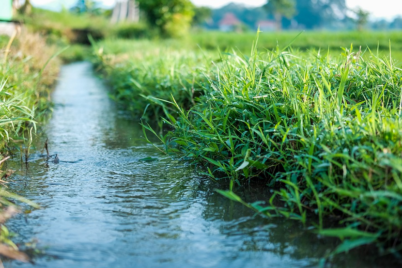 Water flowing in a stream next to a verdant green field