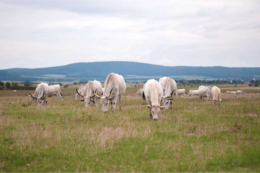 Hungarian Grey seen grazing in a meadow.