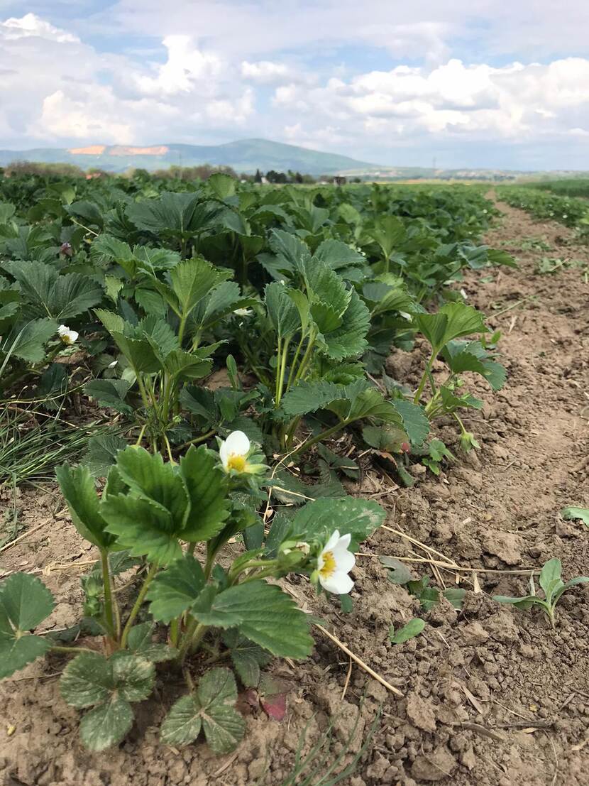 Open field strawberry plants are seen blooming