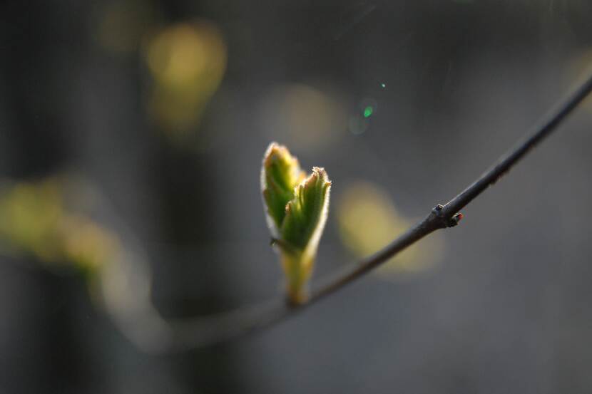 An opening bud is seen on the branch of a tree