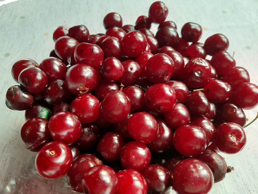 sour cherries in a bowl