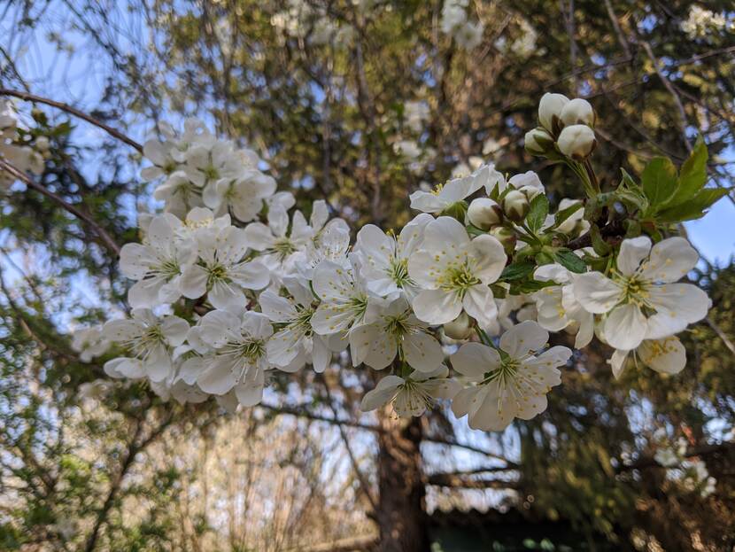 Flowers are seen on a cherry tree.