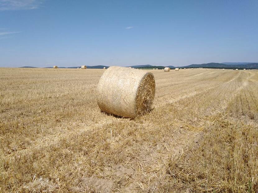 Rolls of hay on a freshly harvested field