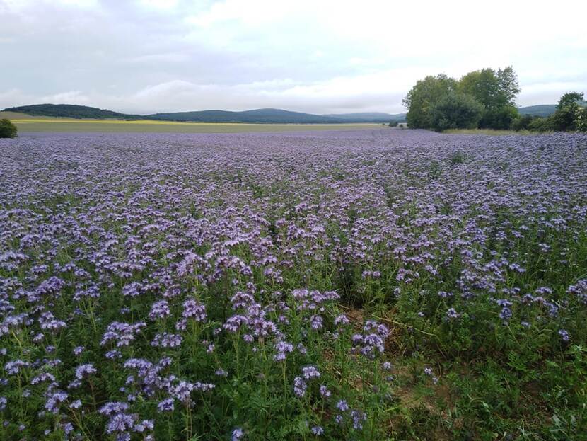 A field of flowering phacelia