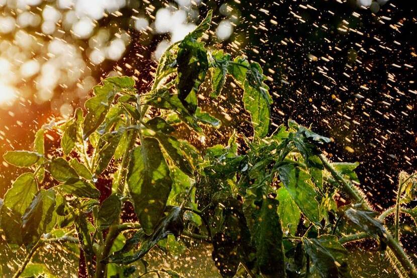 A tomato plant is seen in the rain
