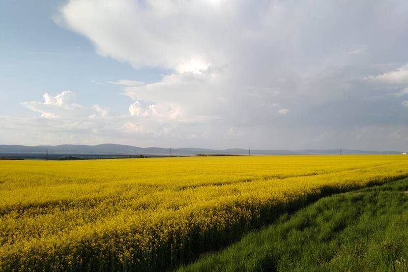 Rapeseed field seen in bloom, with storm clouds gathering in the sky