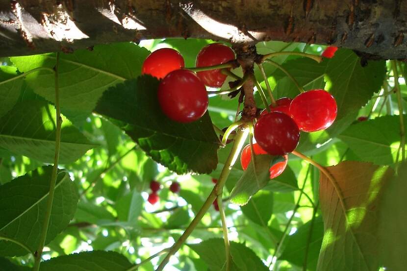 Cherries on a tree.