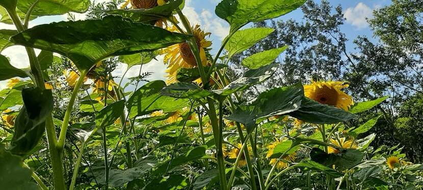Sunflowers can be seen in a field.