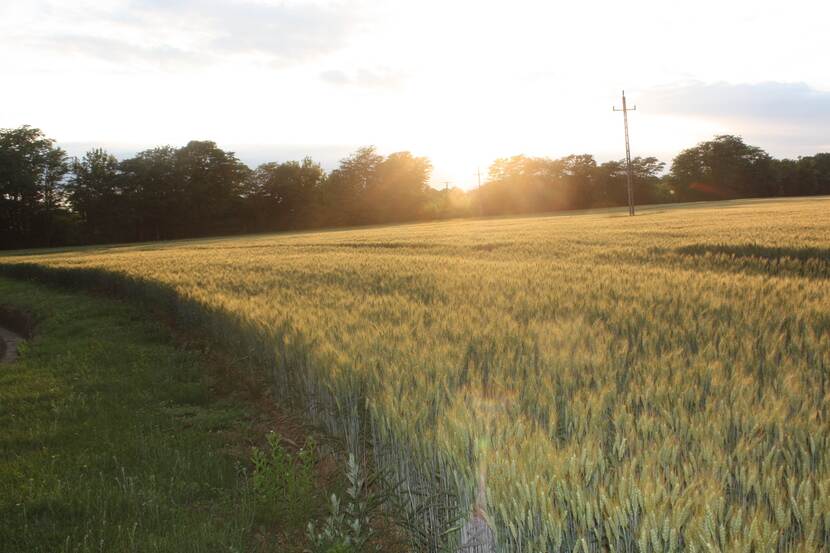 A golden wheat field can be seen against the backdrop of the setting sun