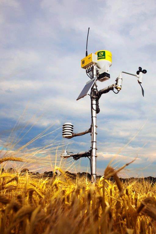 An automated irrigation machine towers over a wheat field.