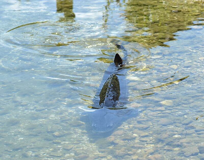 Picture of a Russian sturgeon fish, swimming in shallow water, its back breaking the surface