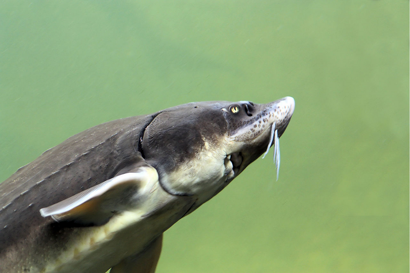 Close-up pphoto of a Russian sturgeon, underwater