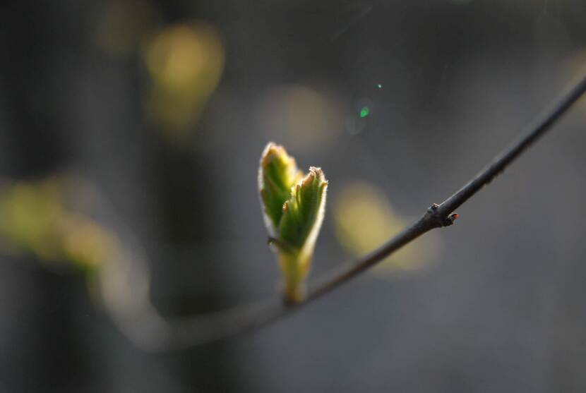 A bud is seen on a tree branch