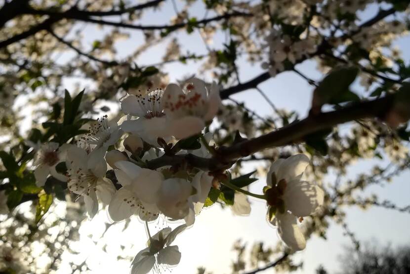 A flowering tree in the morning sunshine