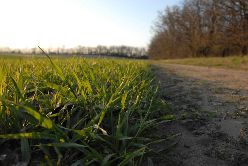 A fresh plantation is seen in the morning sunlight.