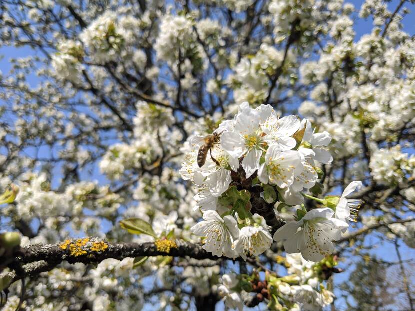 A bee is seen flying over a branch laden with blossoming flowers