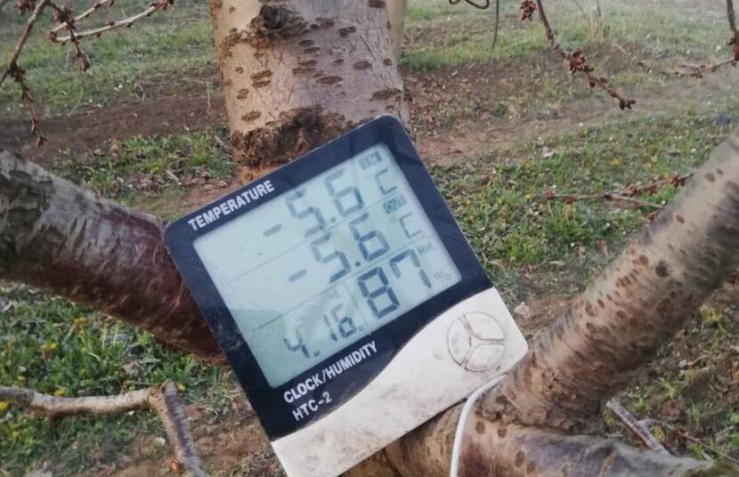 A digital thermometer placed on a fruit tree in an orchard shows the temperature in the morning, -5.6°C