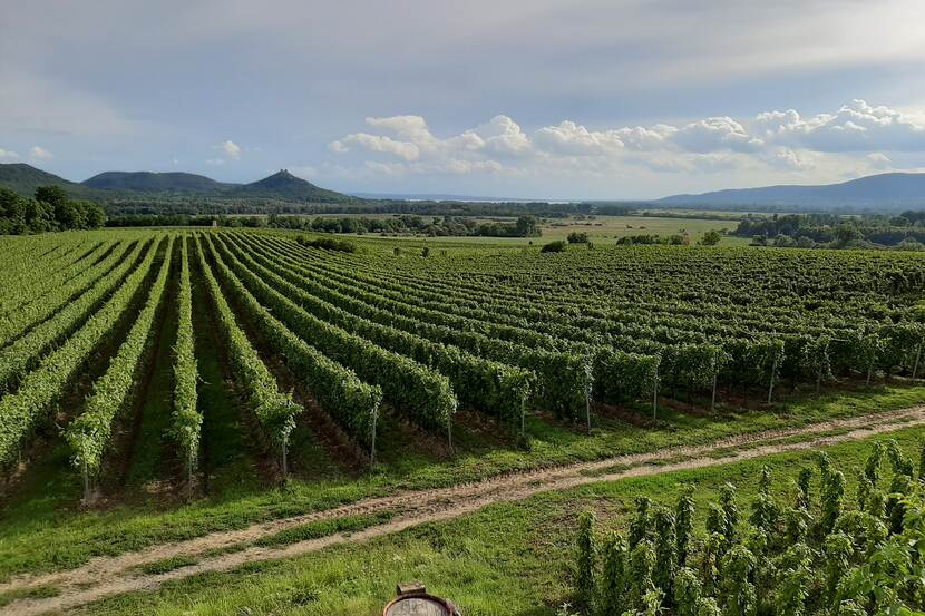 Picture of a vineyard in the Balaton region in Western Hungary.