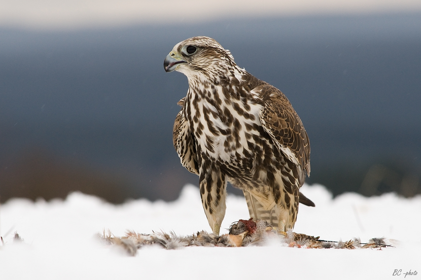 A saker falcon in the snow